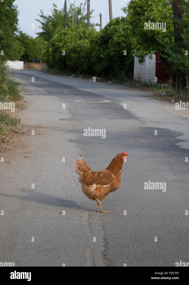 Descubre el secreto detrás de Chicken Road, el juego masivo en España, chicken road online